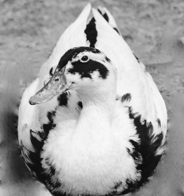 duck