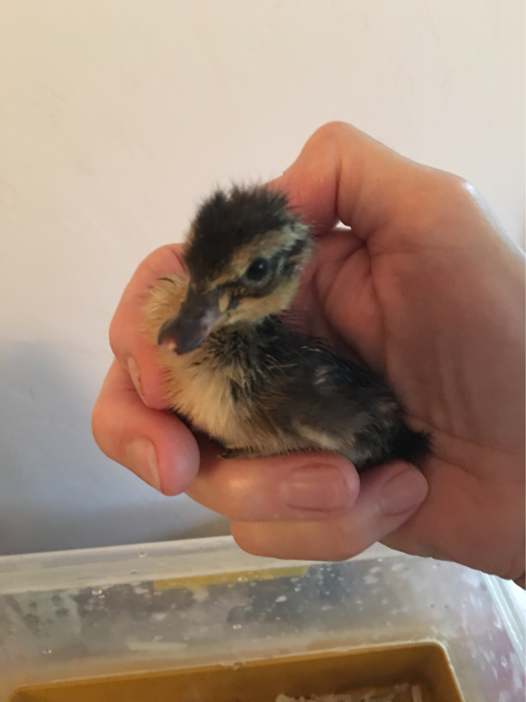 duck