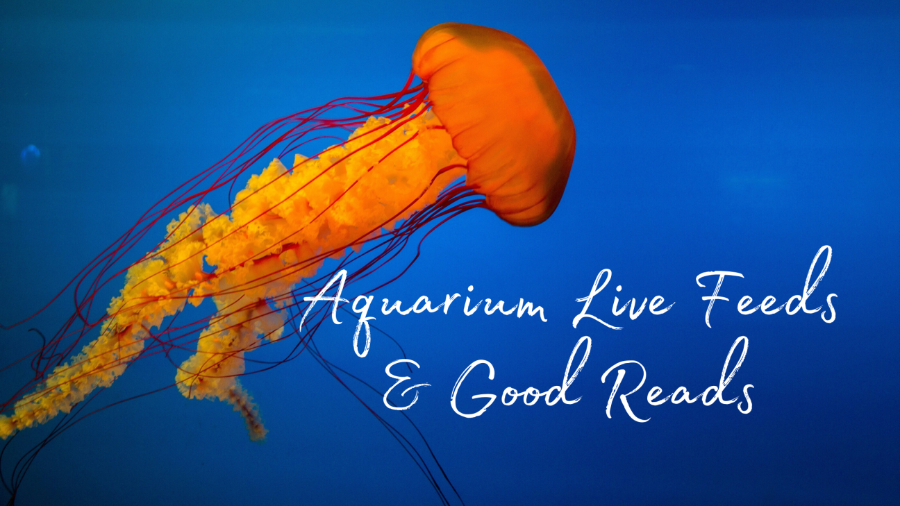 Aquarium Live Feeds & Good Reads Photo of an orange jellyfish on a blue background, with the words "Aquarium Live Feeds and Good Reads" in white