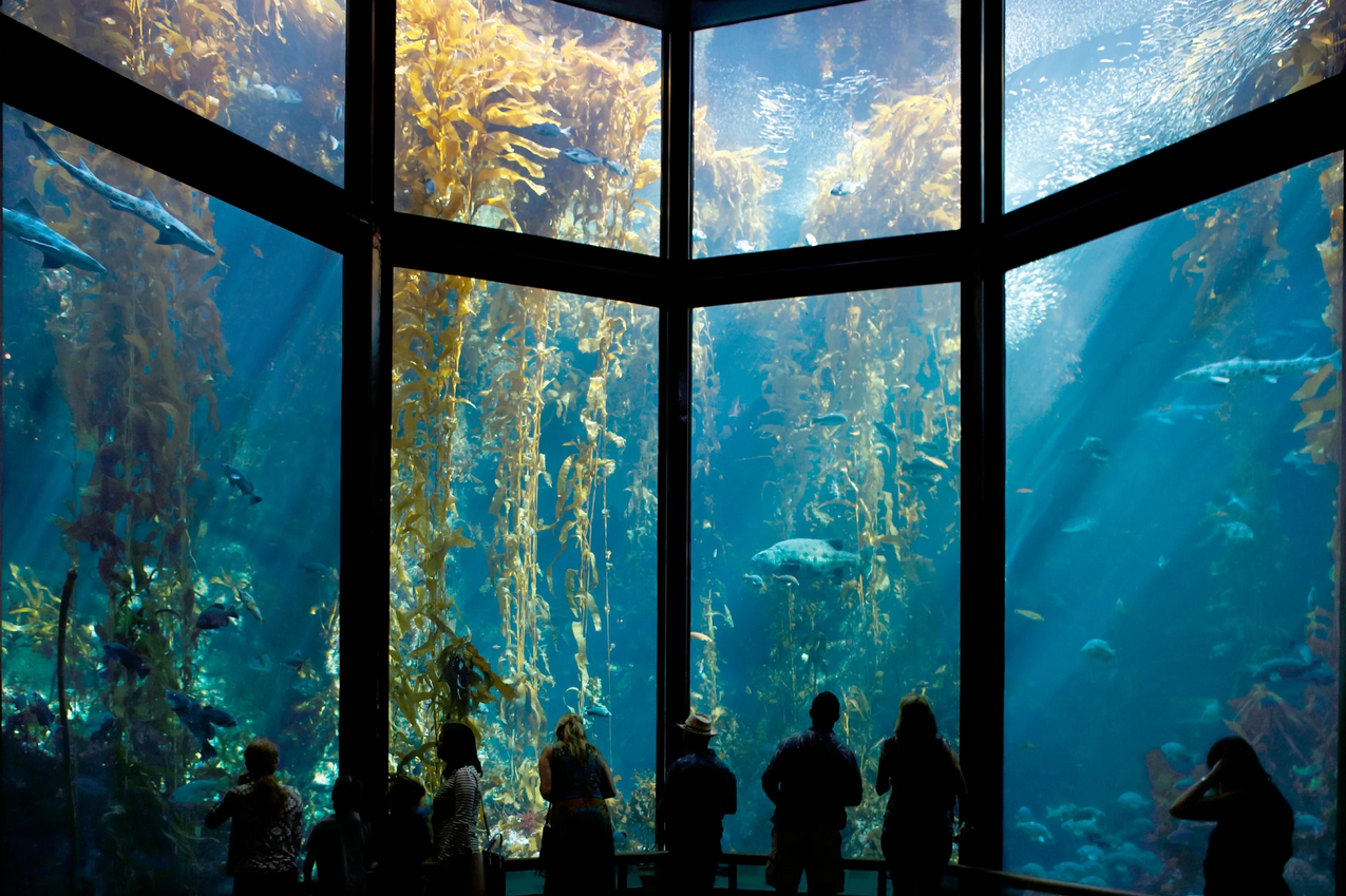 Monterey Bay Aquarium Kelp Forest Exhibit Monterey Bay Aquarium Kelp Forest Exhibit