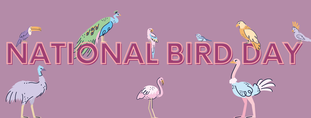 Blog Header that reads "National Bird Day" with drawn images of birds.