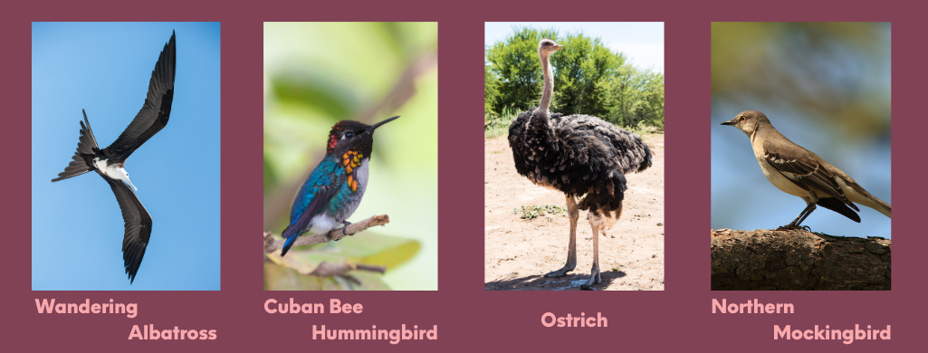 Photograph of Wandering Albatross, Cuban Bee Hummingbird, Ostrich, and Northern Mockingbird