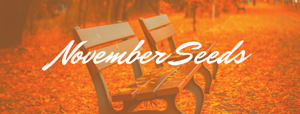 November Seeds banner November Seeds banner