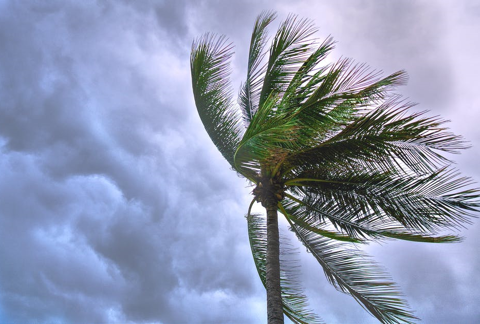 Palm tree being blown in a strong wind