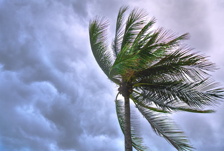 Wind-blown palm tree Palm tree being blown in a strong wind
