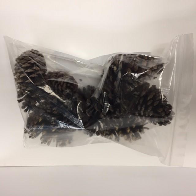 Pine cones in a plastic bag