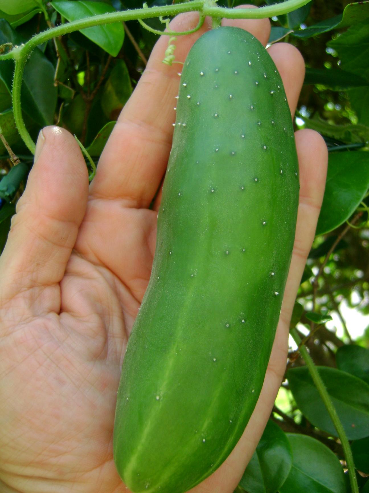 gardening