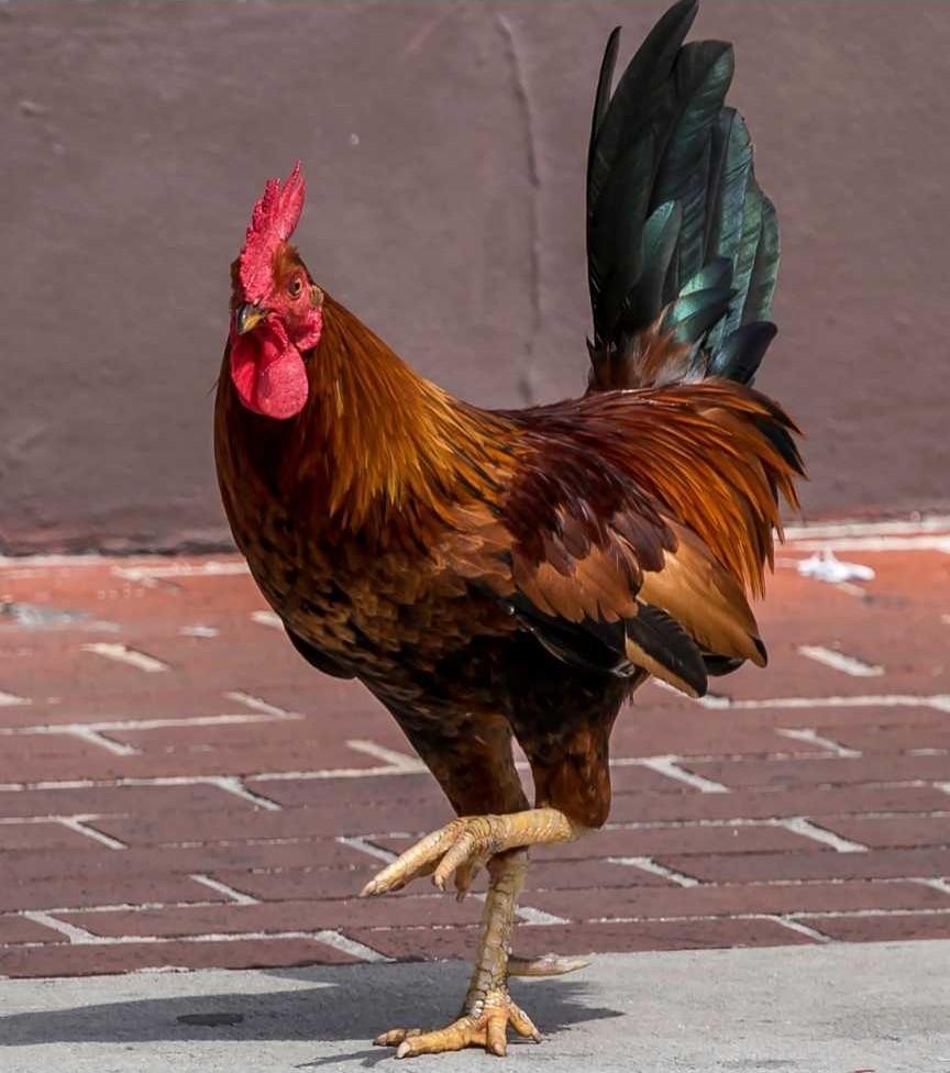 Rooster Strutting