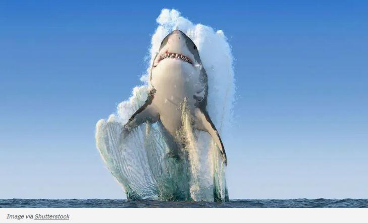Shuttershock Image of a Shark