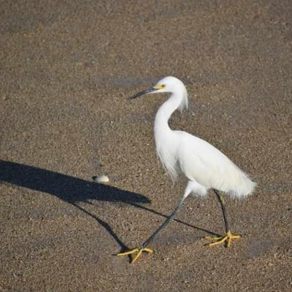 Snowy Egret Strut