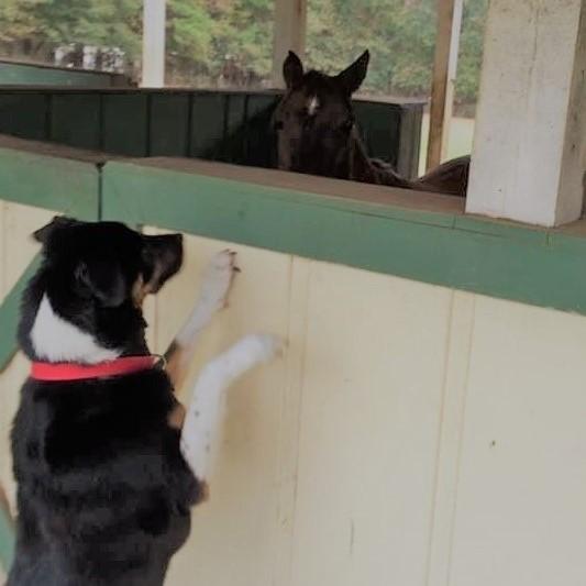 Sylvia's Max greeting one of his many animal friends Sylvia's Max greeting one of his many animal friends
