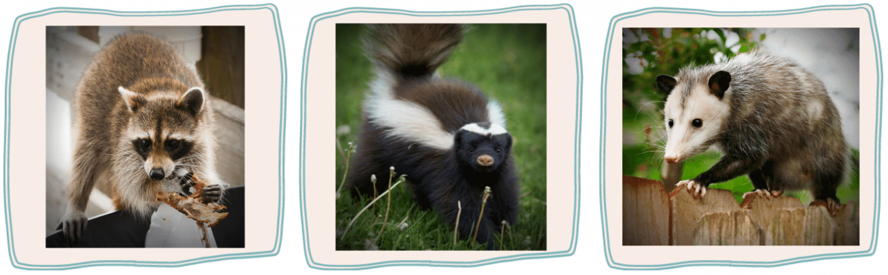 Three squares showing images of a raccoon, a opossum, and a skunk