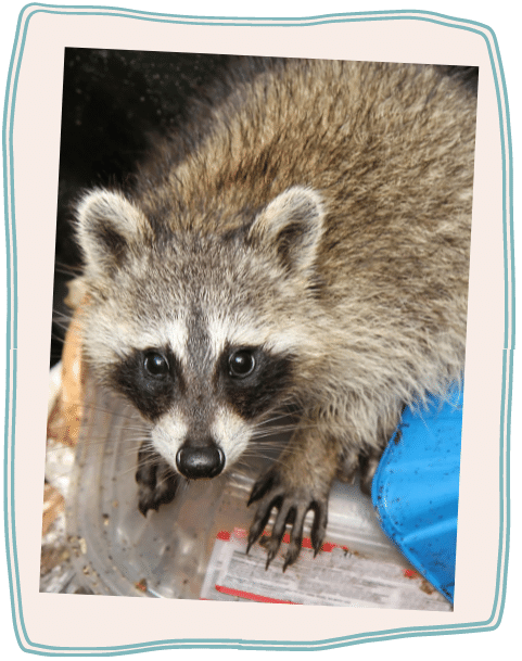 An image of a raccoon, in a trash can, looking up at the camera.