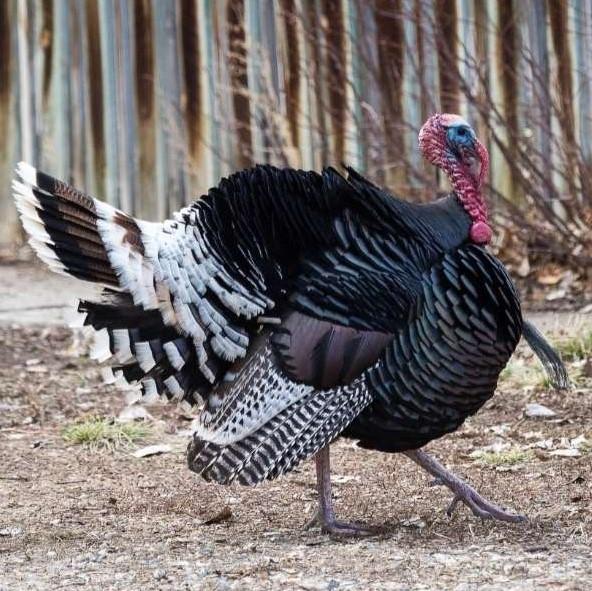 Turkey Strutting