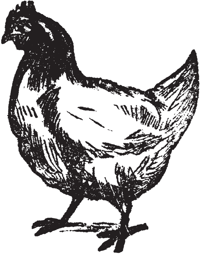 A black and white sketch of a chicken hen.