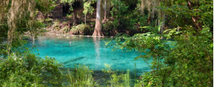 A photograph of Fanning Springs, centered among lush ferns and trees.