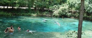 A photograph of Ginnie Springs, with patrons swimming in the water.