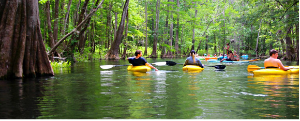 A photograph of the Ichetucknee River, patrons swim, float, and paddle down the waters.
