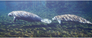 A photograph from Manatee Springs.  It shows two manatees swimming underwater.