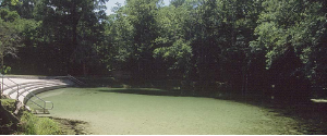 A photograph of Poe Springs, with trees surrounding a swimming area and steps leading out of it.