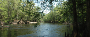 A photograph of the Santa Fe River, with scenic tree cover.