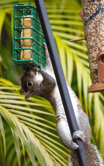 Squirrel stealing from a bird feeder