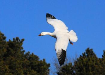 snow goose