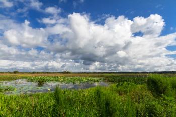 La Chua Trail prairie