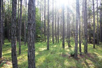 forest at Little Orange Creek