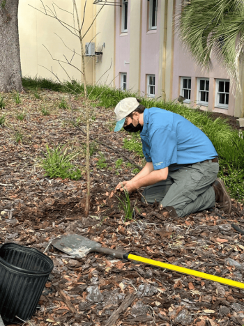 Man planting tree