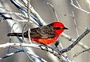 Vermilion Flycatcher