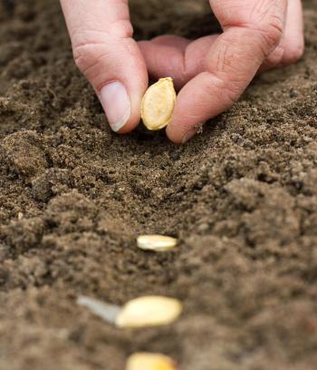 Seeds in a row on the ground