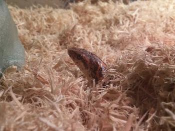 Photo of a Kenyan sand boa poking its head out of hay-like bedding