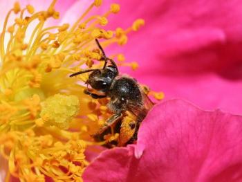 Bee in pink flower