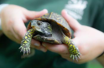 SFC Zoo turtle