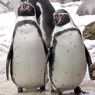 Roy and Silo, a gay chinstrap penguin couple, seen at New York's Central Park Zoo.