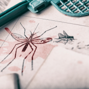 drawing of mosquito