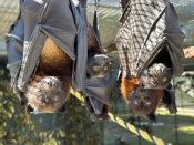 Lubee bats