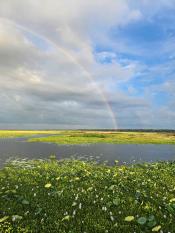 Paynes Prairie Rainbow