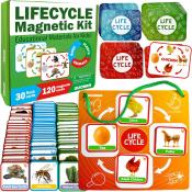 Life Cycles