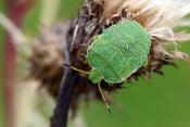 Green Shield Bug Green Shield Bug