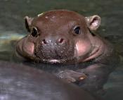 Photo of a baby hippo