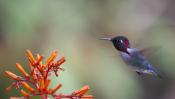 Photo of a Bee Hummingbird