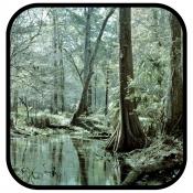 Dasein Design Gilchrist Blue Springs State Park Flickr image Dasein Design Gilchrist Blue Springs State Park Flickr image