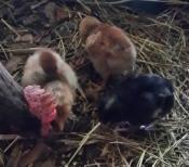 baby chicks day 1