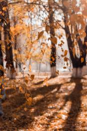 golden leaves on the tree and covering the ground in the woods