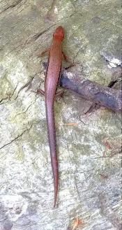 red reptile found at Santa Fe River Preserve