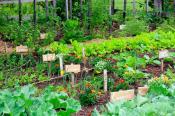 Garden Garden with rows of tall green plants.