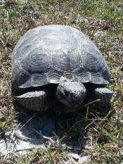 Photo of the front side of a gopher tortoise