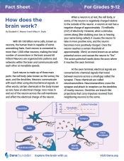 how does the brain work pdf